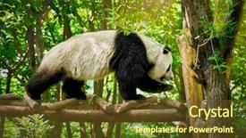  Presentation with tourist - PPT theme featuring bear in bamboo forest chengdu background and a tawny brown colored foreground