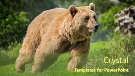  Presentation with forest - Amazing presentation theme having bear in the forest backdrop and a tawny brown colored foreground
