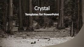  Presentation with black bear - Presentation having bear in wild with cubs in sequoia national park in black and white background and a wine colored foreground