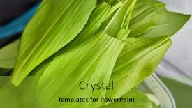  Presentation with garlic - Presentation design featuring bear-s-garlic-leaves-collected background and a gold colored foreground