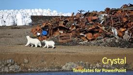  Presentation with polar bear - Presentation design enhanced with bear survival in arctic - pollution background and a violet colored foreground