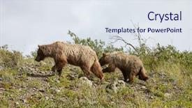  Presentation with masha and the bear - Audience pleasing presentation consisting of bear with cub on hillside backdrop and a sky blue colored foreground