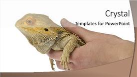 Presentation with dragon - Colorful PPT theme enhanced with bearded dragon being held isolated backdrop and a white colored foreground