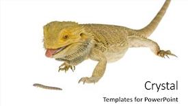  Presentation with snack - Audience pleasing theme consisting of bearded dragon having a snack backdrop and a white colored foreground