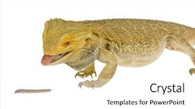  Presentation with vernier caliper bearing isolated - Presentation theme enhanced with bearded dragon having a snack background and a white colored foreground