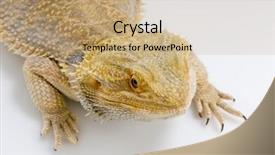  Presentation with dragon - Colorful PPT theme enhanced with  backdrop and a  colored foreground