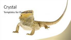  Presentation with dragon - Beautiful presentation theme featuring bearded dragon isolated on white backdrop and a white colored foreground