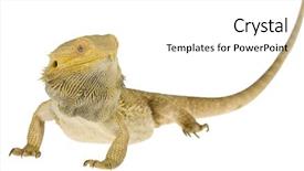  Presentation with dragon - PPT theme with bearded dragon isolated on white background and a white colored foreground