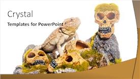  Presentation with dragon - Presentation theme with bearded-dragon-on-a-terrarium background and a  colored foreground