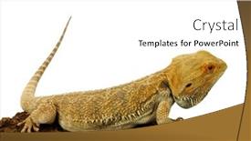  Presentation with dragon - Slide set featuring bearded dragon background and a white colored foreground