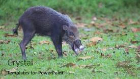  Presentation with pig - PPT theme with bearded-pig background and a seafoam green colored foreground