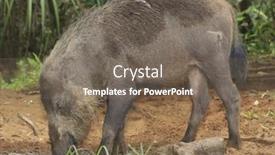  Presentation with pig - Beautiful PPT theme featuring bearded pig backdrop and a gray colored foreground