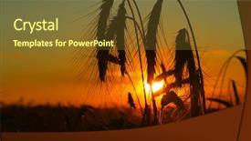  Presentation with wheat - PPT theme featuring bearded wheat against a prairie background and a tawny brown colored foreground