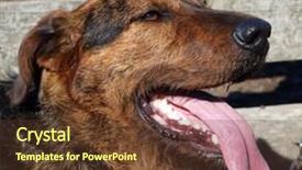  Presentation with sheep - Presentation theme with beardy sheep dog panting in the sun background and a tawny brown colored foreground