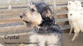  Presentation with sheep - Presentation theme with beardy sheep dog waiting for his master background and a coral colored foreground