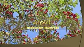  Presentation with sky blue and golden yellow - Amazing presentation design having bearing fruits - dense wild hawthorn tree backdrop and a tawny brown colored foreground