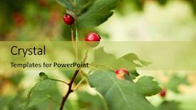  Presentation with cashews cashew fruit - Beautiful presentation theme featuring bearing fruits - hawthorn fruit closeup backdrop and a  colored foreground