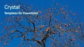  Presentation with bearing - Cool new presentation with bearing fruits backdrop and a  colored foreground