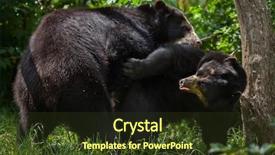  Presentation with gummy bear gummy bears and liquid - PPT theme featuring bears having sex wildlife animal background and a tawny brown colored foreground