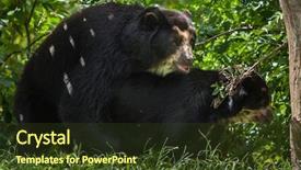  Presentation with sex - Cool new presentation theme with bears having sex wildlife animal backdrop and a tawny brown colored foreground