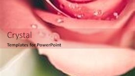  Presentation with pink rose - Beautiful PPT theme featuring beatiful-elegant-pink-rose backdrop and a red colored foreground