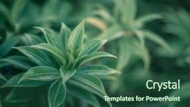  Presentation with green nature - Cool new PPT theme with beatiful green leaves backdrop and a  colored foreground