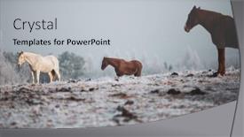  Presentation with horses - Presentation design featuring beatiful-horses-in-winter background and a light gray colored foreground