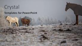  Presentation with horses - Cool new PPT theme with beatiful-horses-in-winter backdrop and a light gray colored foreground