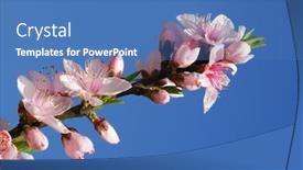  Presentation with pink sky - Slides with beatiful-pink-peach-blossoms-under background and a teal colored foreground