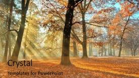  Presentation with forest morning - Cool new slides with beatifull morning sunrays in late backdrop and a red colored foreground