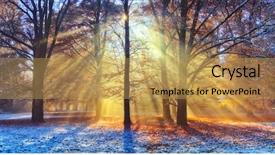  Presentation with forest morning - Slide deck consisting of beatifull morning sunrays in winter background and a yellow colored foreground