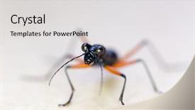  Presentation with white - Audience pleasing slide deck consisting of beatles - closeup on a trycondyla annulicornus backdrop and a  colored foreground