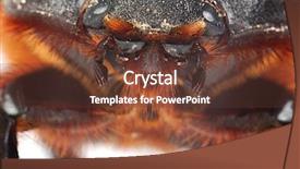  Presentation with close up shot - PPT layouts featuring beatles - cockchafer detailed close up shot background and a tawny brown colored foreground