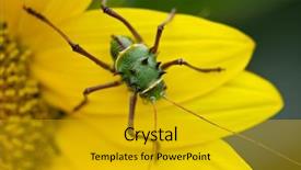  Presentation with family africa - Amazing theme having beatles of southern africa backdrop and a gold colored foreground