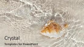  Presentation with seashell - Colorful slide set enhanced with beatyfull seashell bursa in sea water shallow dof backdrop and a soft green colored foreground