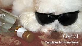  Presentation with tequila - Colorful PPT layouts enhanced with beau-a-bichon-frise backdrop and a tawny brown colored foreground