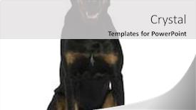  Presentation with white figure graphics - Presentation theme with beauceron 18 months in front of a white background background and a light gray colored foreground