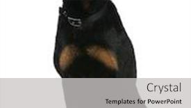  Presentation with 15 years - PPT theme with ibiza fishing boat trolling background and a ocean colored foreground