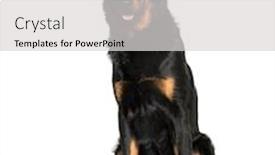  Presentation with white pigeon against the blue - Beautiful PPT theme featuring beauceron-sitting-against-white-background backdrop and a light gray colored foreground