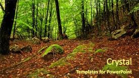  Presentation with trees - Beautiful theme featuring beautifful forest with high trees backdrop and a tawny brown colored foreground