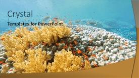  Presentation with tropical top view summer botanical - PPT theme having beautifiul-underwater-view-with-tropical background and a light blue colored foreground