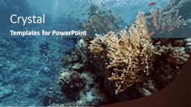  Presentation with tropical top view summer botanical - Theme with beautifiul-underwater-view-with-tropical background and a teal colored foreground
