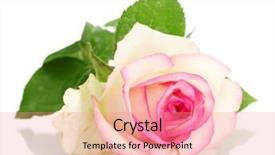  Presentation with pink rose - Audience pleasing presentation design consisting of beautifu pink rose isolated on white backdrop and a coral colored foreground