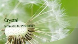  Presentation with seed - Presentation theme with beautiful abstract flying dandelion seeds - close-up of taraxacum seed head background and a mint green colored foreground