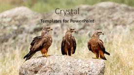  Presentation with kites - Slide set with beautiful adult black kites background and a mint green colored foreground