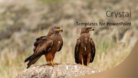  Presentation with kites - Presentation theme consisting of beautiful adult black kites background and a coral colored foreground