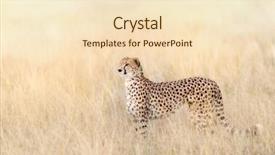  Presentation with cheetah - Presentation consisting of beautiful adult cheetah background and a lemonade colored foreground