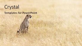  Presentation with cheetah - Beautiful theme featuring beautiful adult cheetah backdrop and a lemonade colored foreground
