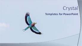  Presentation with sky blue - PPT theme featuring beautiful-adult-lilac-breasted-roller background and a  colored foreground