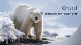  Presentation with north pole - Slides with beautiful-adult-male-polar-bear background and a light blue colored foreground